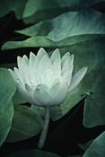 Botanical_studies_5