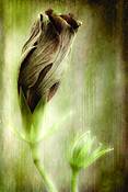 Botanical_studies_6