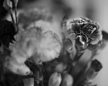 Still_life__72