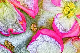 Summer_frost_begonia_2