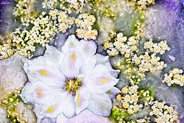 Summer_frost_delphinium