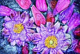 Summer_frost_peony