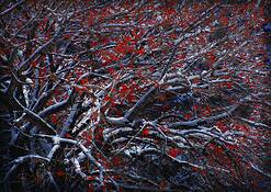 Early_snow