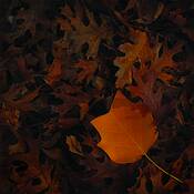 Indiana_leaves