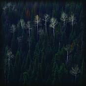 Mesa_forest