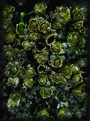 Rock_barnacles