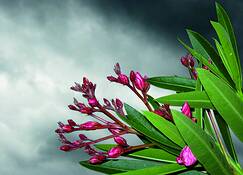 Oleander_on_a_cloudy_day
