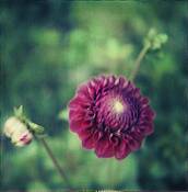 In_the_garden_1