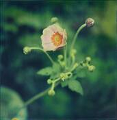 In_the_garden_3