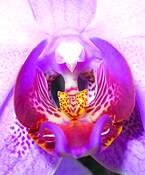 The_flower_1