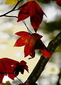 Fall_foliage_1