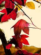 Fall_foliage_2