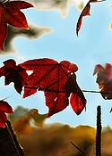 Fall_foliage_3