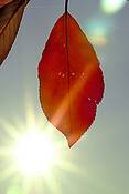Lens_flare_leaf