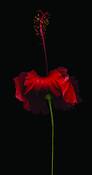 Olive_oyl