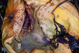Dead_pumpkins__1