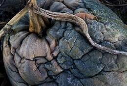 Dead_pumpkins__2