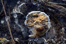 Dead_pumpkins__5