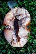 Dead_pumpkins__7