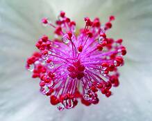 Hibiscus_9419