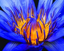Lilly_glowing