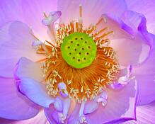 Lotus_2749