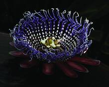 Passion_flower