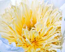Peony_9086