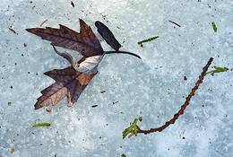 Late_winter_thaw__27