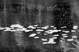 Water_lillies___1