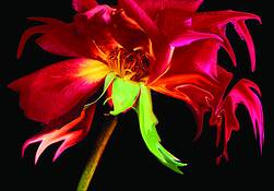 Gypsy_rose_-_004