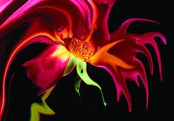 Gypsy_rose_-_005