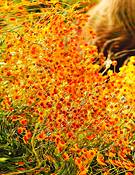 Desert_heat