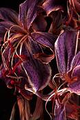 Lilies_1