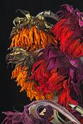 Sun_flower_2