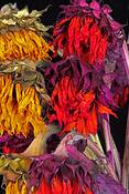 Sun_flower_3