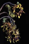 Sun_flower