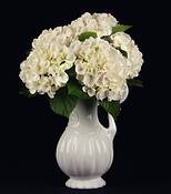 Hydrangeas