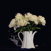 Peonies