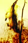 Milkweed_1