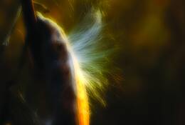 Milkweed_4