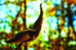Milkweed_8
