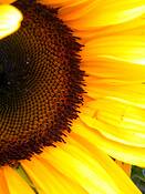 Sun_shiny_days