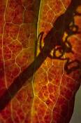Autumn_shadow
