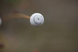 Barren_pod