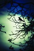 Asian_silhouette