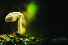 Canadian_shroom