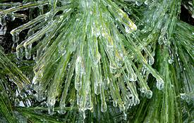 Icy_white_pine_needles