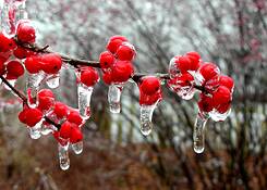 Ilex_winterberries