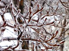 Like_frozen_reindeer_antlers